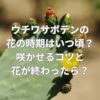 ウチワサボテンの花の時期はいつ頃？咲かせるコツと花が終わったら？