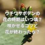 ウチワサボテンの花の時期はいつ頃？咲かせるコツと花が終わったら？