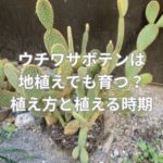 ウチワサボテンは地植えでも育つ？植え方と植える時期は？