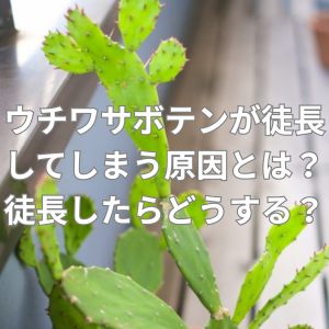 ウチワサボテンが徒長してしまう原因とは？徒長したらどうする？切る？