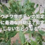 ウチワサボテンの剪定に最適な時期は？剪定しないとどうなる？