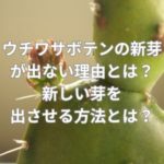 ウチワサボテンの新芽が出ない理由とは？新しい芽を出させる方法とは？
