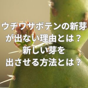 ウチワサボテンの新芽が出ない理由とは?新しい芽を出させる方法とは?