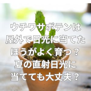 ウチワサボテンは屋外で日光に当てたほうがよく育つ?夏の直射日光に当てても大丈夫?