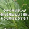 ウチワサボテンが倒れる理由とは？倒れそうな時はどうする？