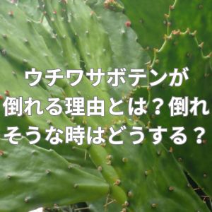 ウチワサボテンが倒れる理由とは？倒れそうな時はどうする？