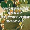 ウチワサボテンには実がなる？ウチワサボテンの実は食べられる？