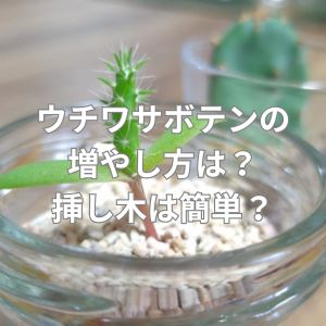 ウチワサボテンの増やし方は?挿し木は簡単にできる?