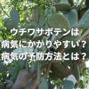 ウチワサボテンは病気にかかりやすい？病気の予防方法とは？