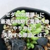 セダムの葉挿しに最適な時期と葉挿しのやり方は？失敗する原因とは？