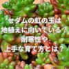 セダムの虹の玉は地植えに向いている？耐寒性や上手な育て方とは？