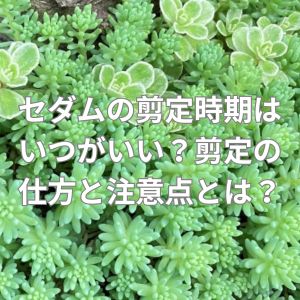 セダムの剪定時期はいつがいい？剪定の仕方と注意点とは？