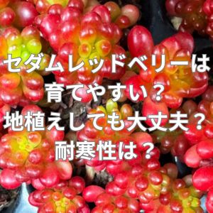 セダムのレッドベリーは育てやすい？地植えしても大丈夫？耐寒性は？