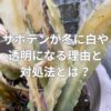 サボテンが冬に白や透明になる理由と対処法とは？