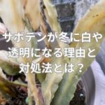 サボテンが冬に白や透明になる理由と対処法とは？