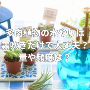 多肉植物の水やりは霧吹きだけで大丈夫？量や頻度は？