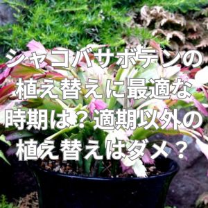 シャコバサボテンの植え替えに最適な時期は？適期以外の植え替えはダメ？